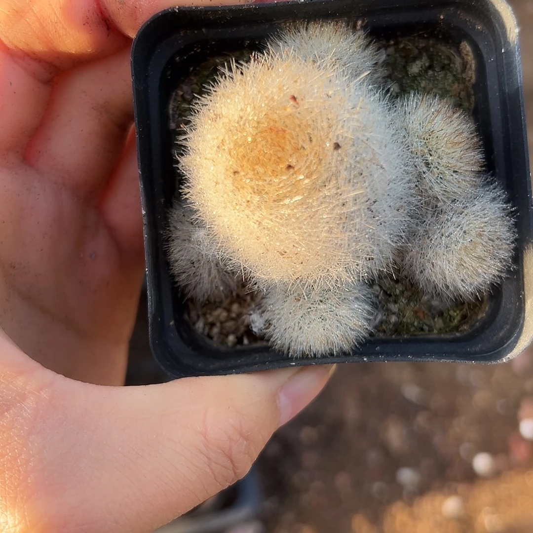 雪丽山嘟嘟植物中中央音乐学院