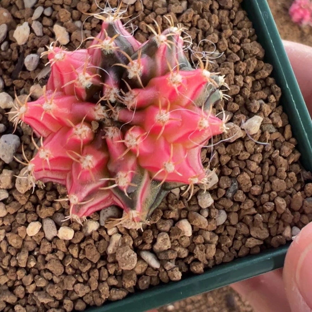 198 好看的米哈冲冲冲