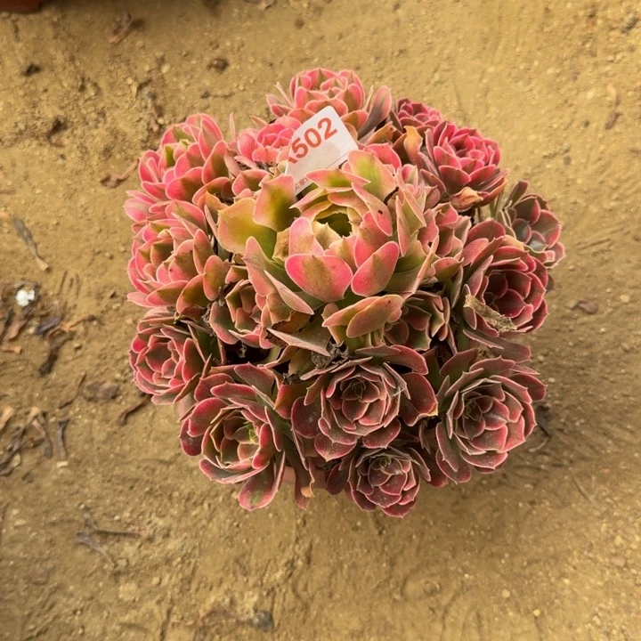 汪***溯无花朵香妃502多肉植物