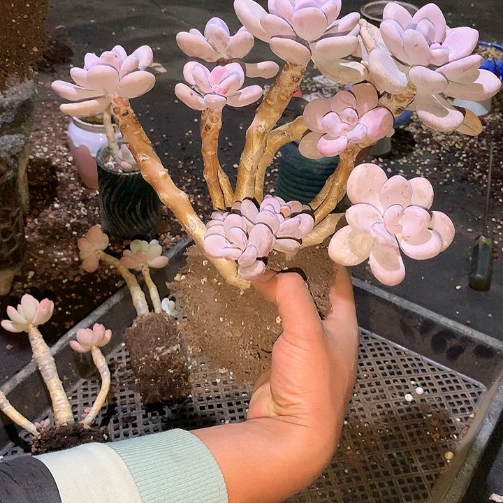 多肉植物一物一拍