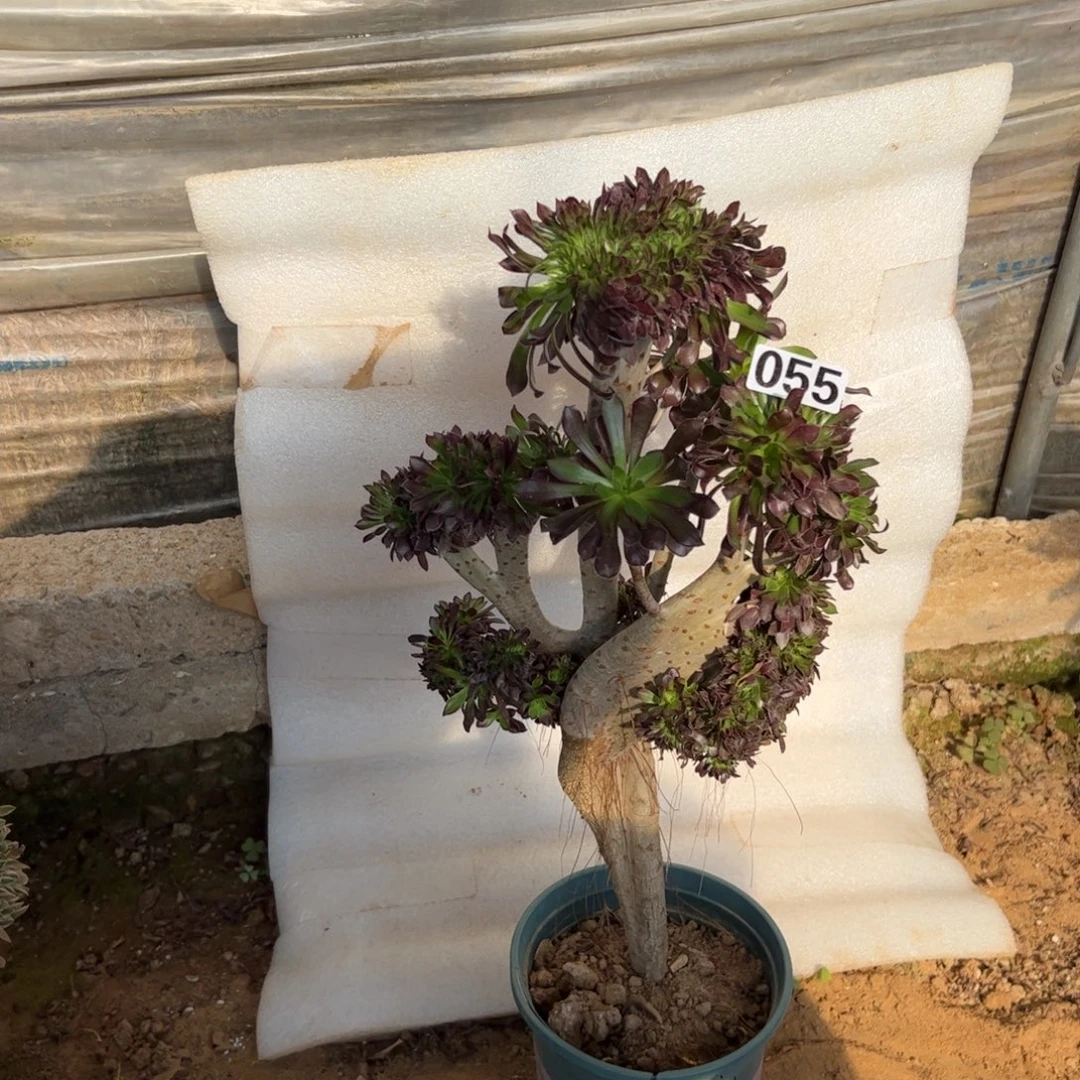 有伤黑缀055高度45厘米