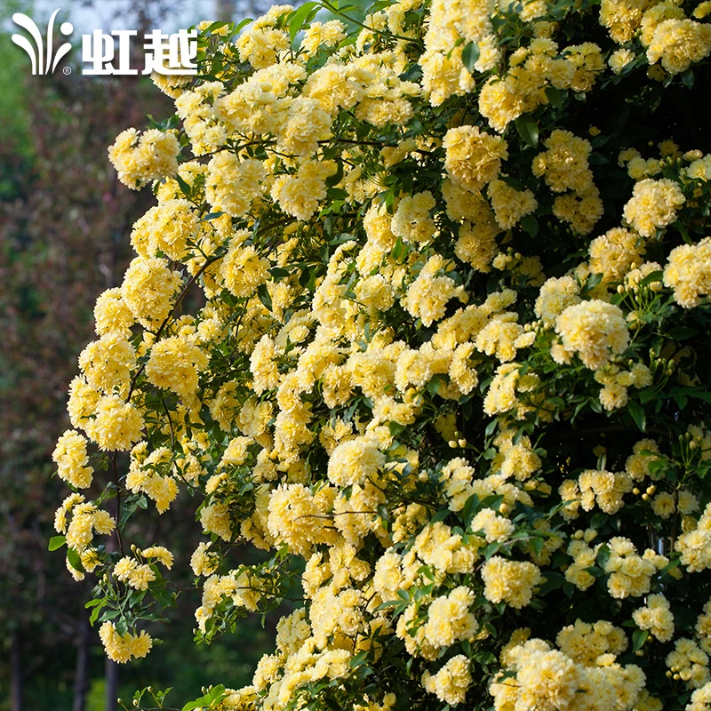 虹越黄木香红木香粉木香芳香蔷薇月季庭院花墙拱门爬墙藤本花卉苗