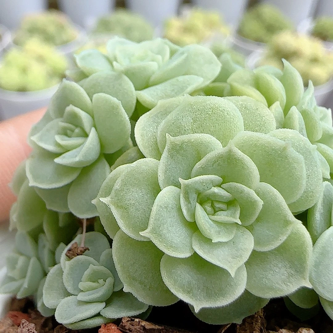【闪购商品】0927-50优选麦杆
