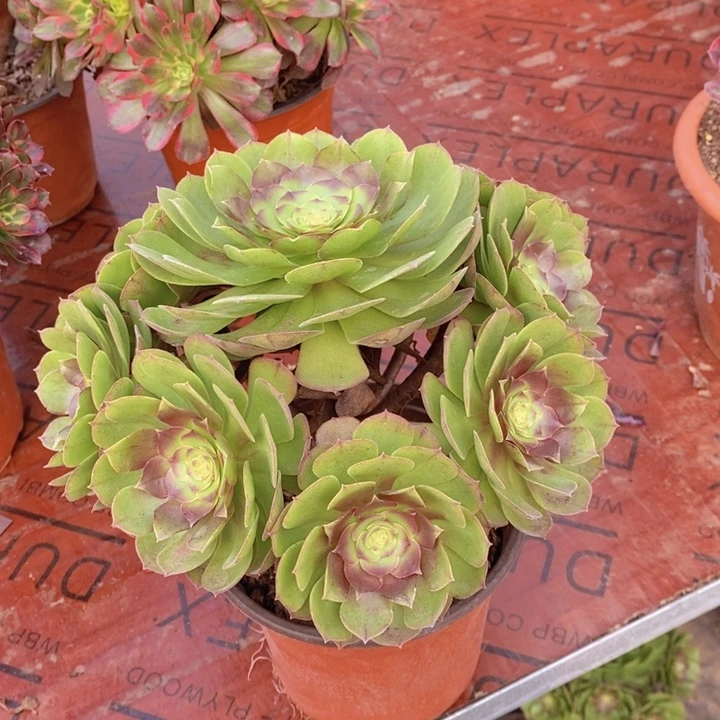 闪购法师1棵万圣节法师