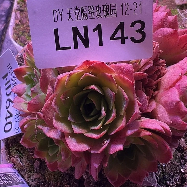 露妮143白龙宫小龙女侧芽量拍