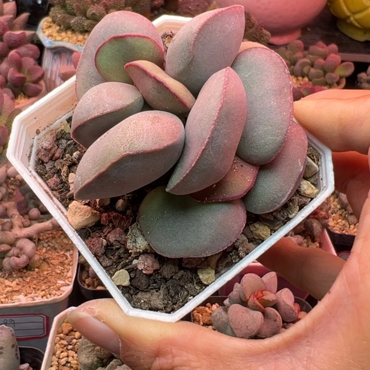 吉祥如意的大人物们都在这里