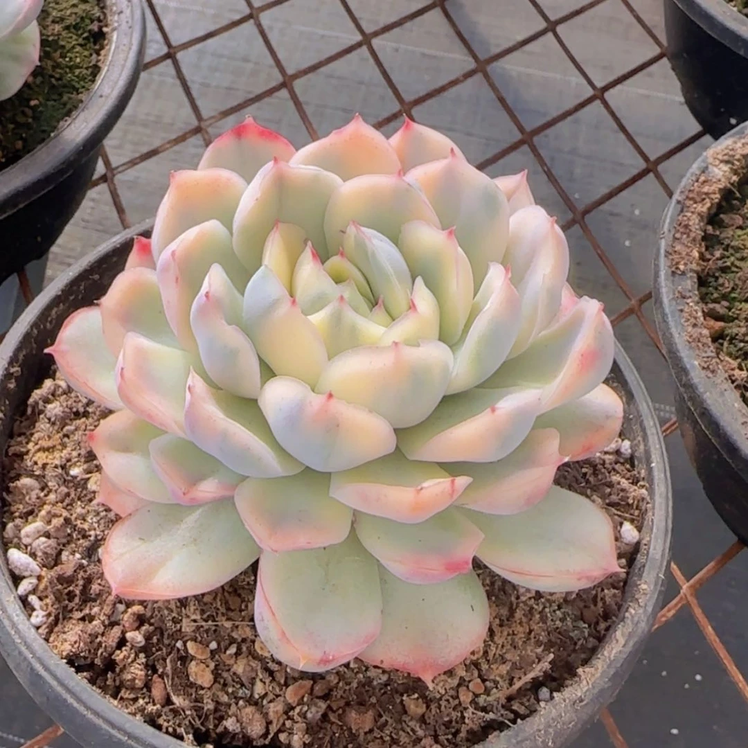【闪购商品】小草莓蛋糕锦19.9