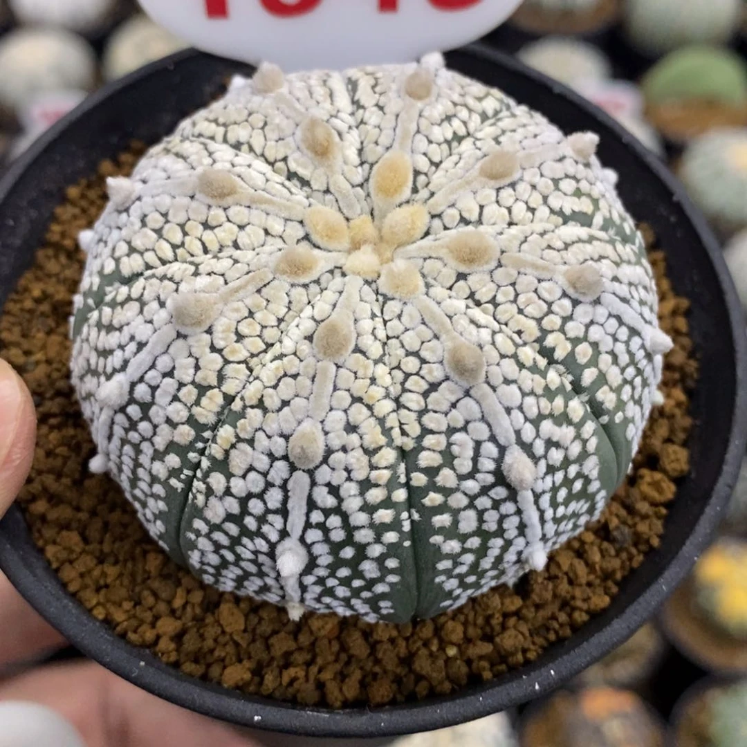 1345米字长谷川皇冠奇迹兜