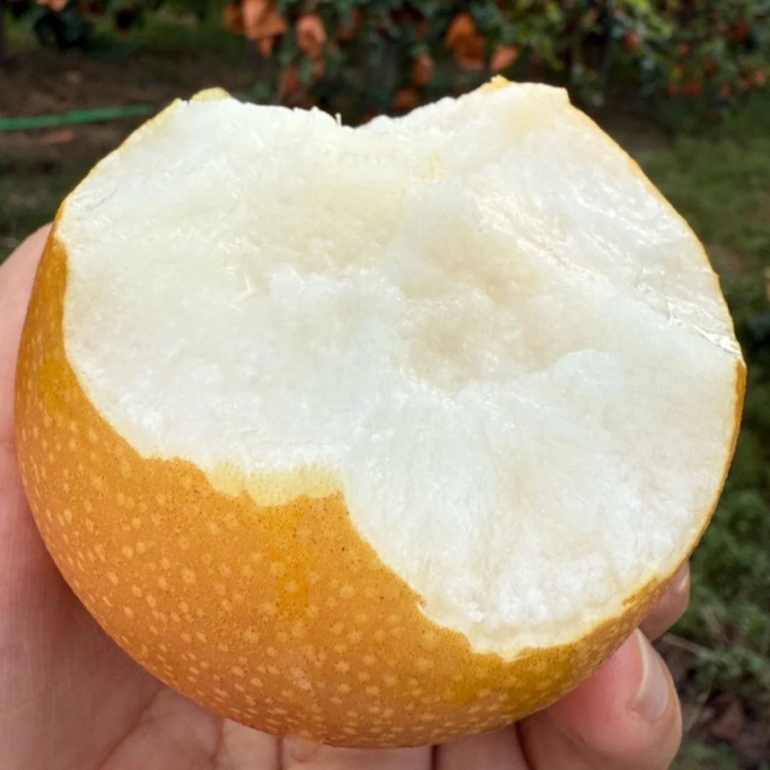 正宗秋月梨新鲜现摘脆甜多汁应季水果