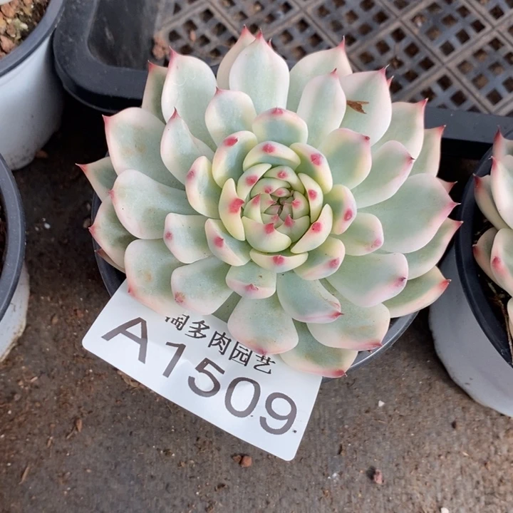 吉娃娃锦多肉植物A1509