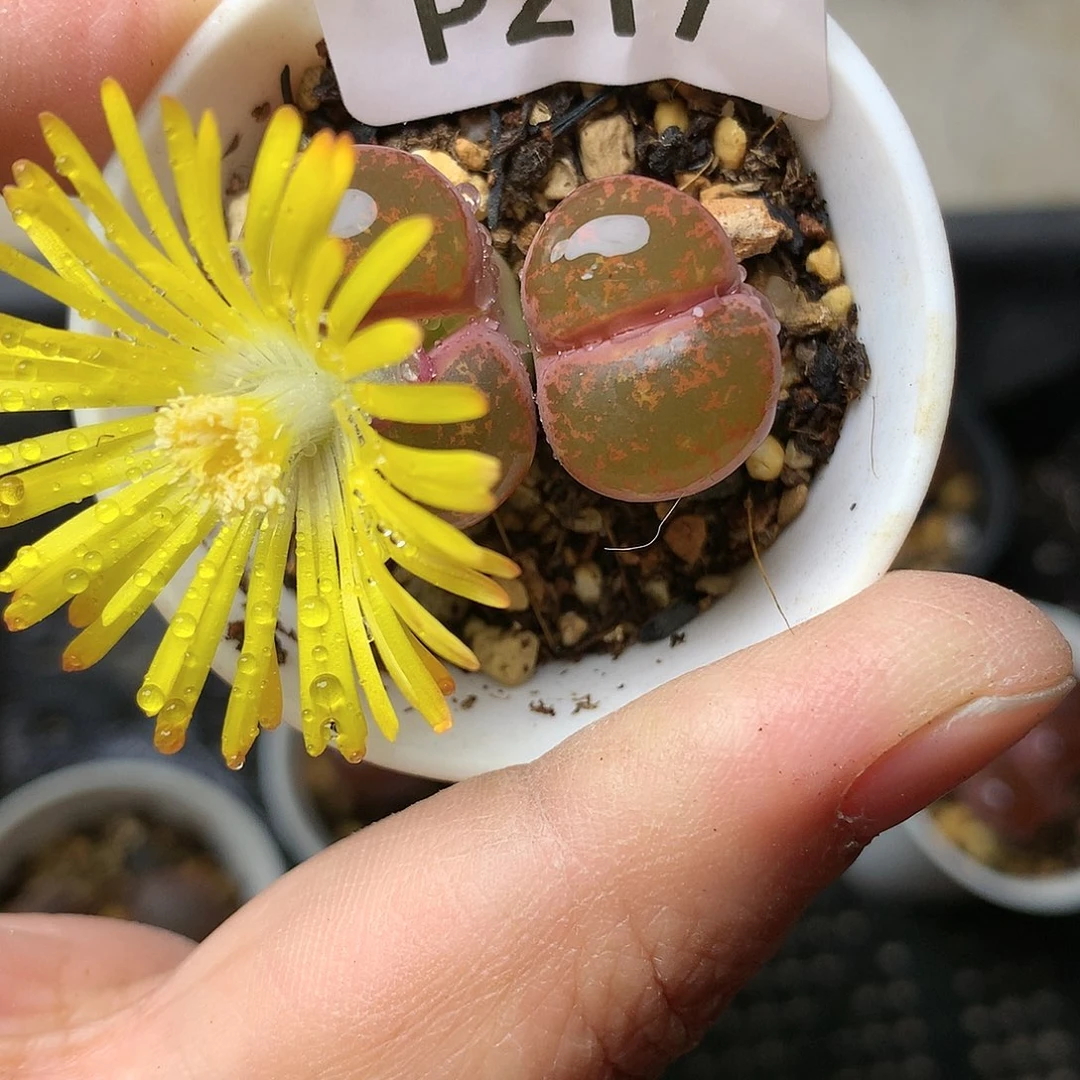 独****P217多肉植物保护