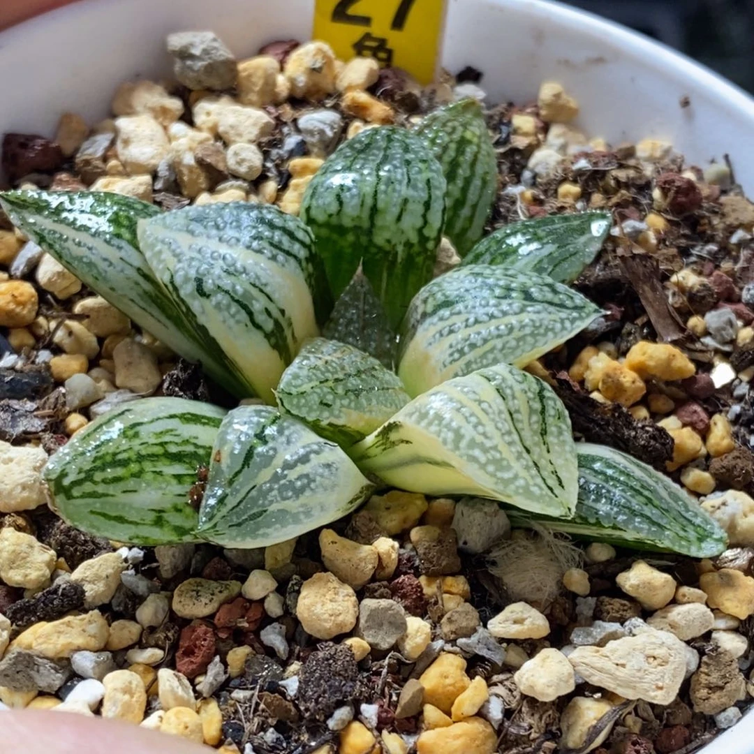 27号潘多拉锦多肉