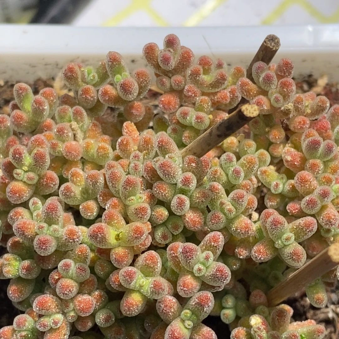 冰晶杂D196枝干番杏