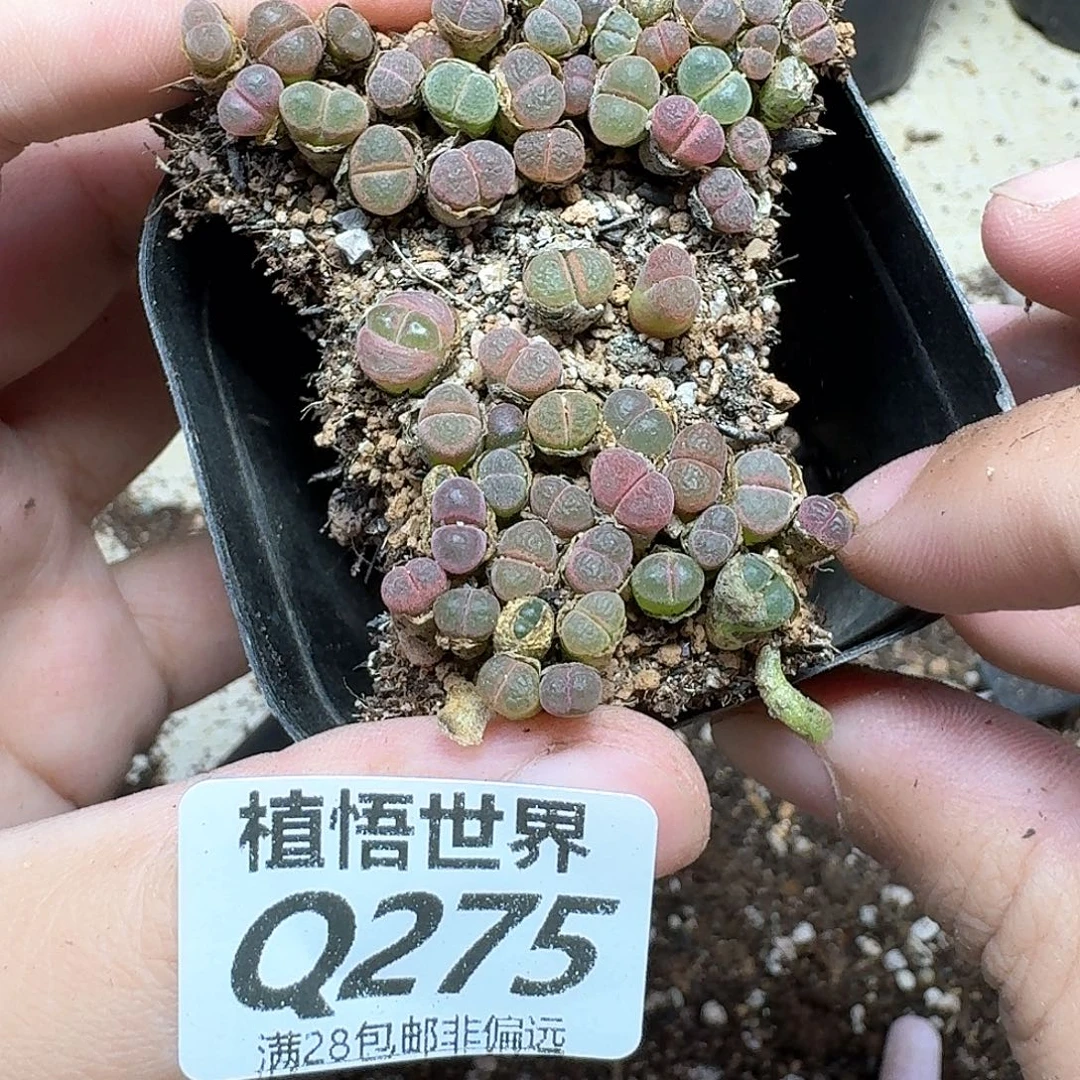 多肉我的人生法fb