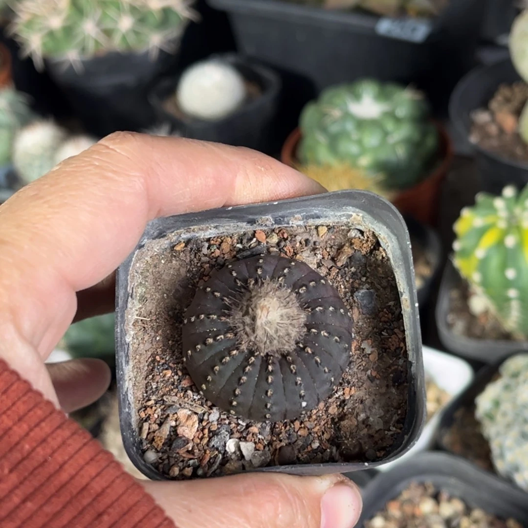 自**风仙人球一物一拍实生