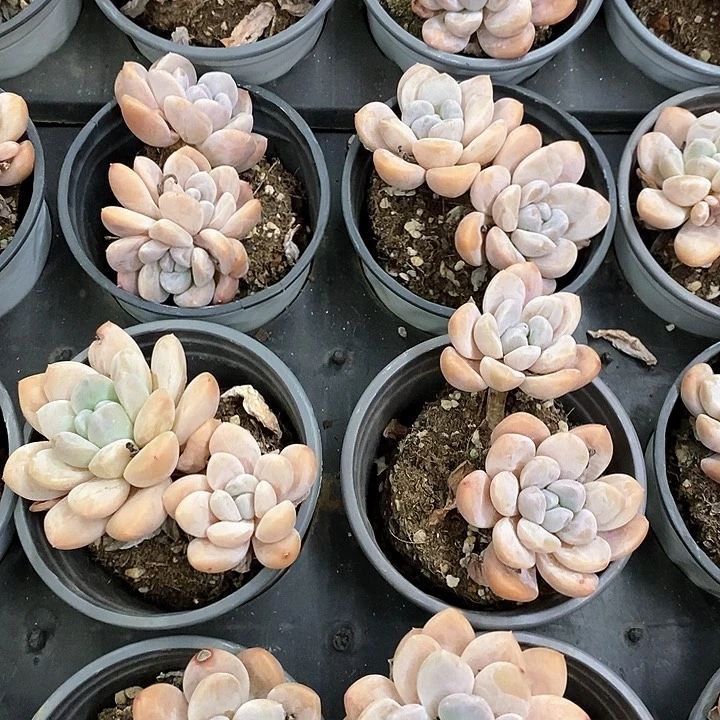 64香玉双头起发 福利多多