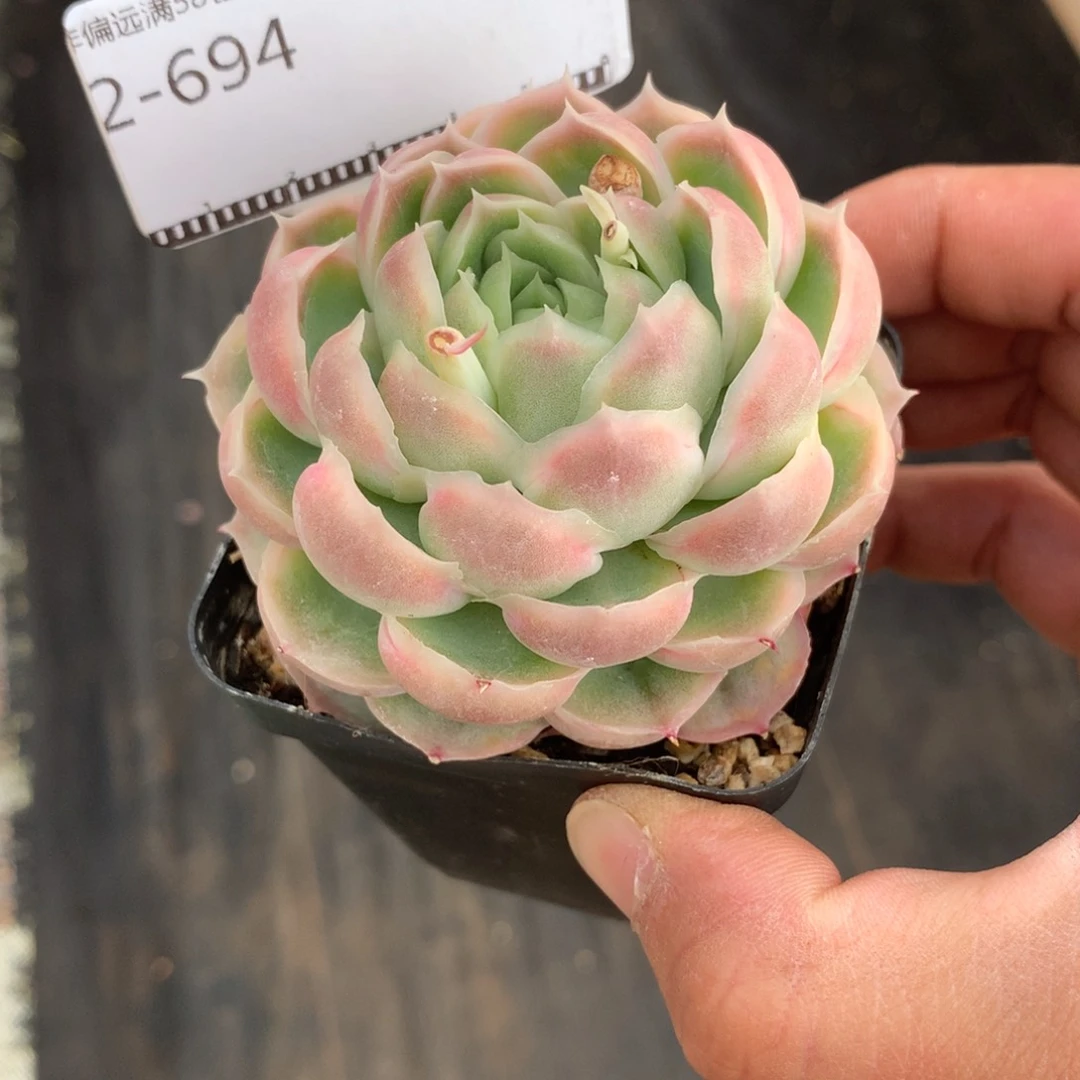 虾饺母本多肉58包邮