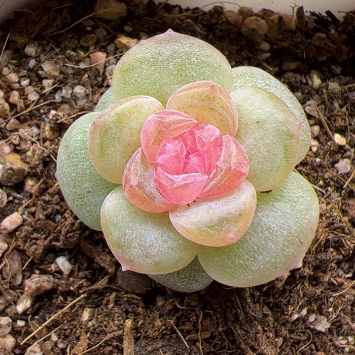 一物一拍优选糖心