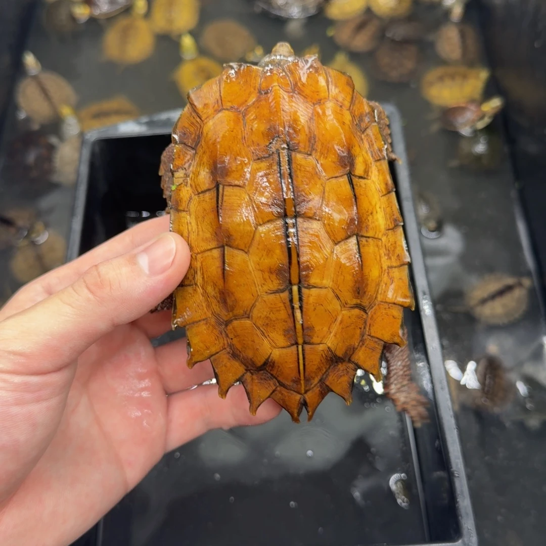 不分公母宠物龟枫叶