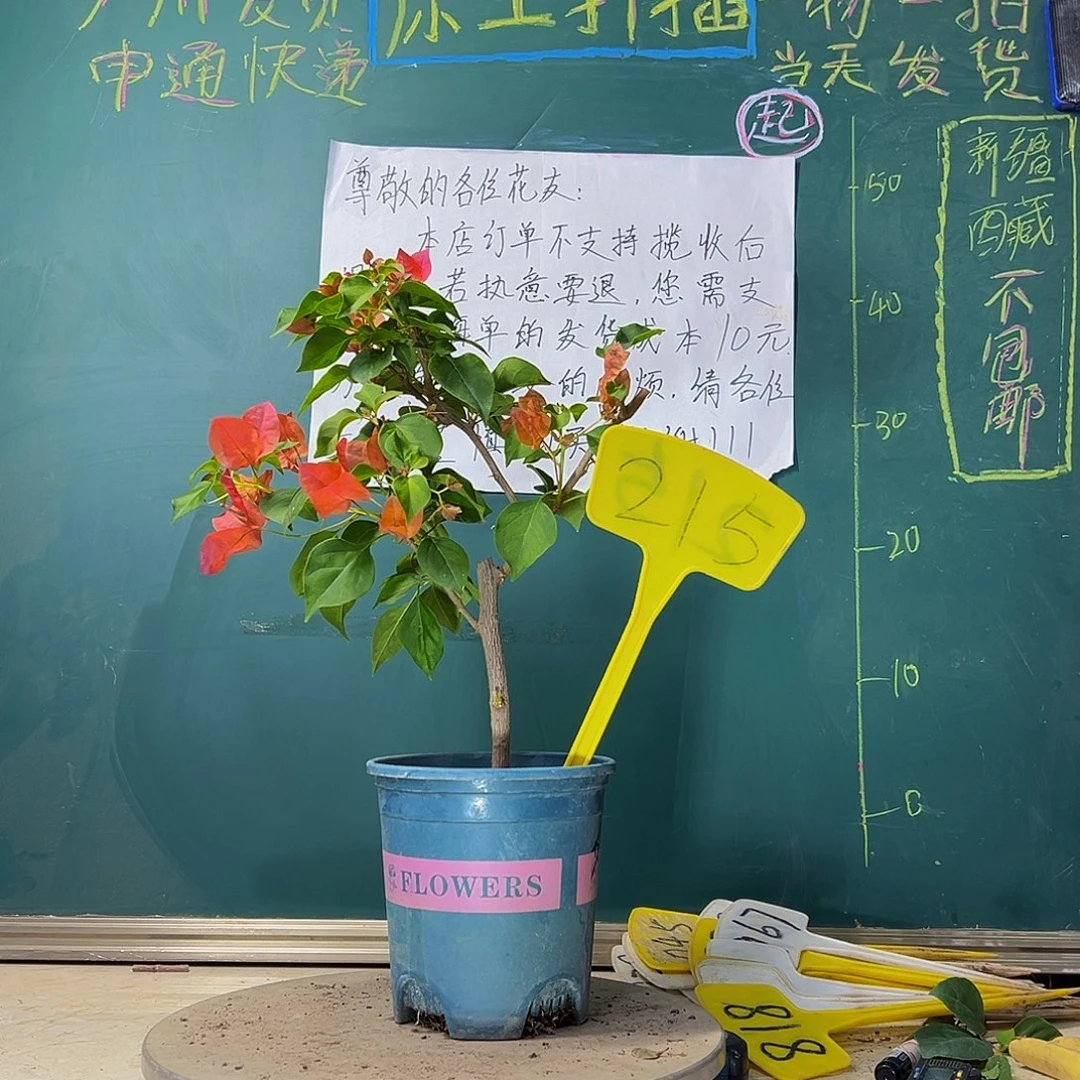 当前无花栽培后可以开花暗斑夕阳红215