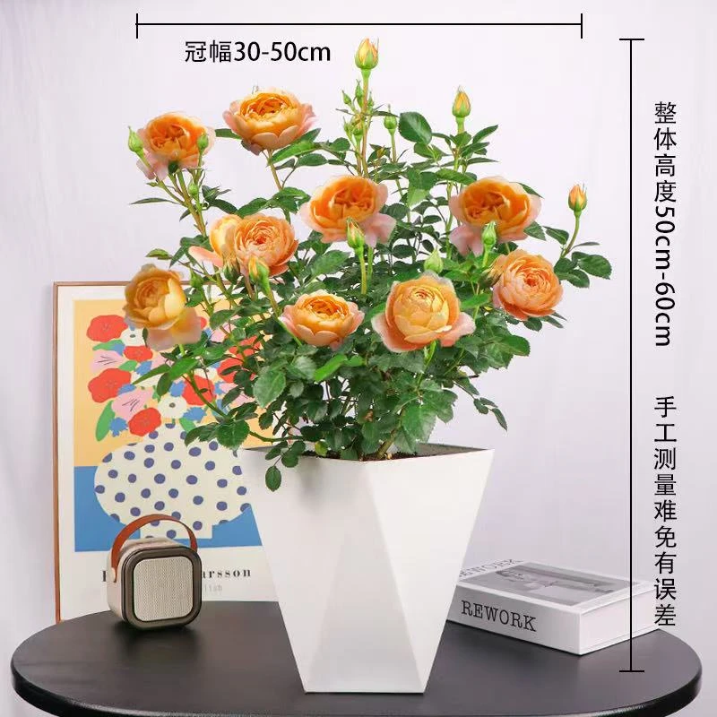 云南新款果汁阳台月季花苗带花苞四季开花盆栽