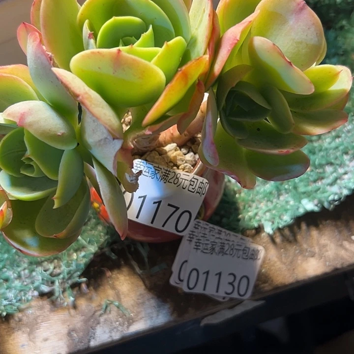 幸运的是我还在努力幸运