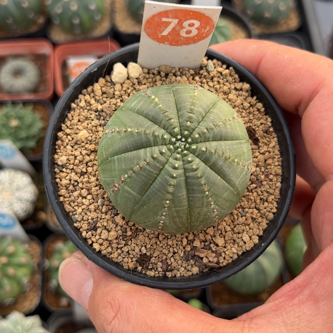 78布纹球带盆带土