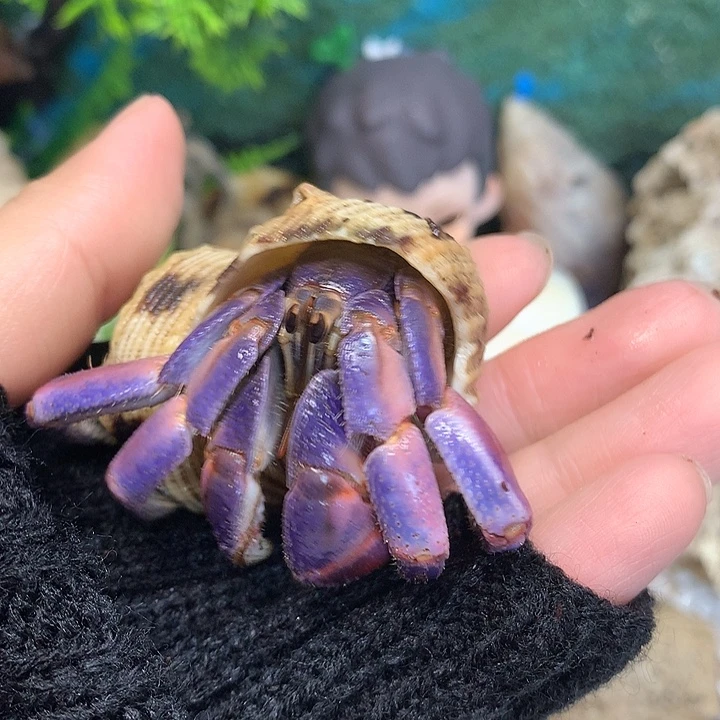 2.7口径奔跑家寄居蟹25号