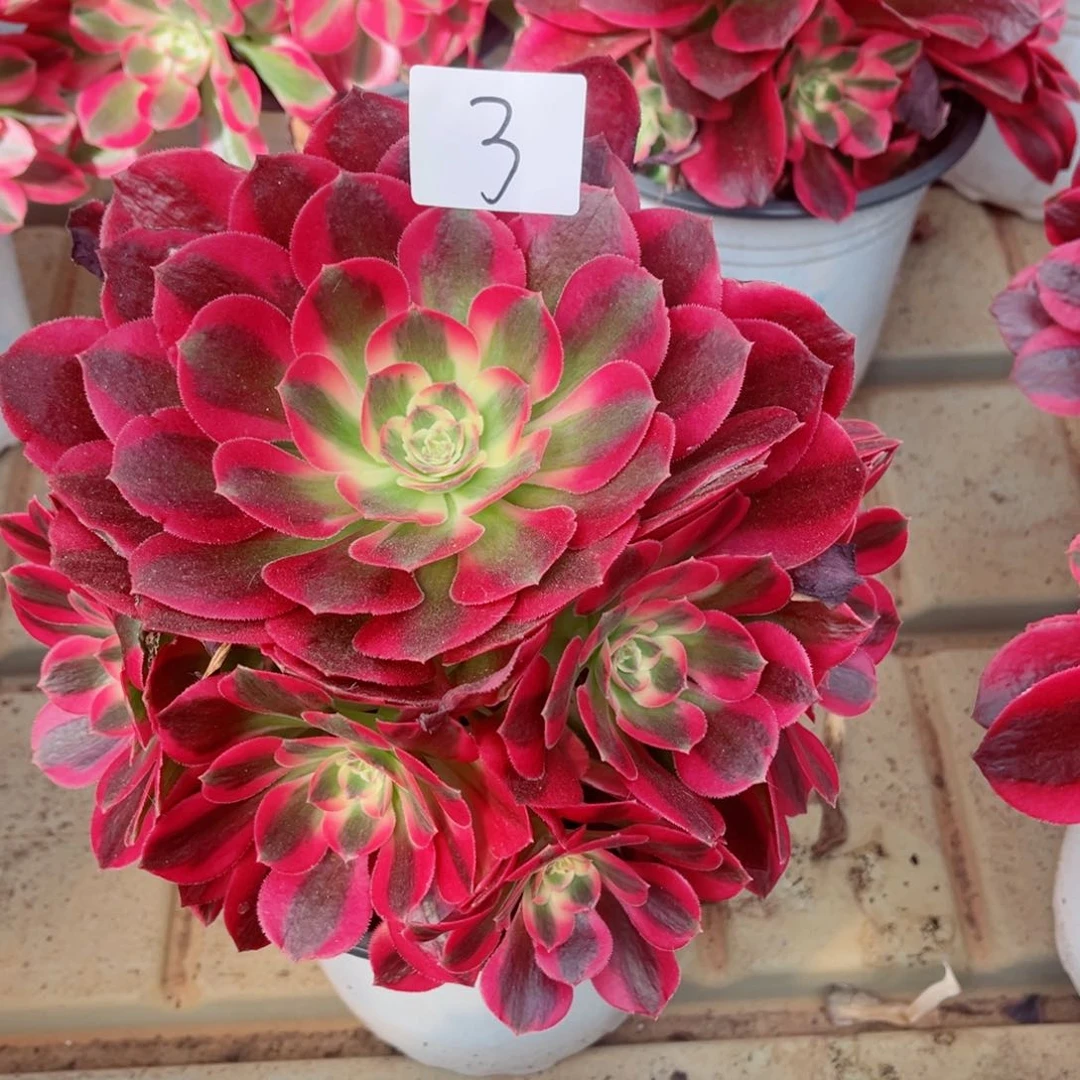 一物一拍多肉法师03