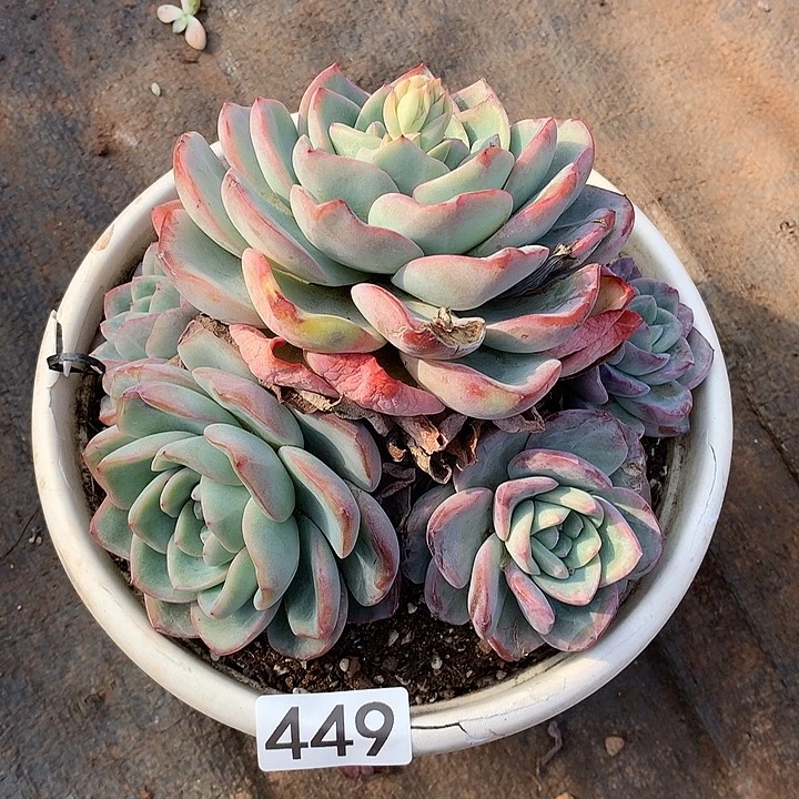 肥***猫449泡芙一物一拍多肉