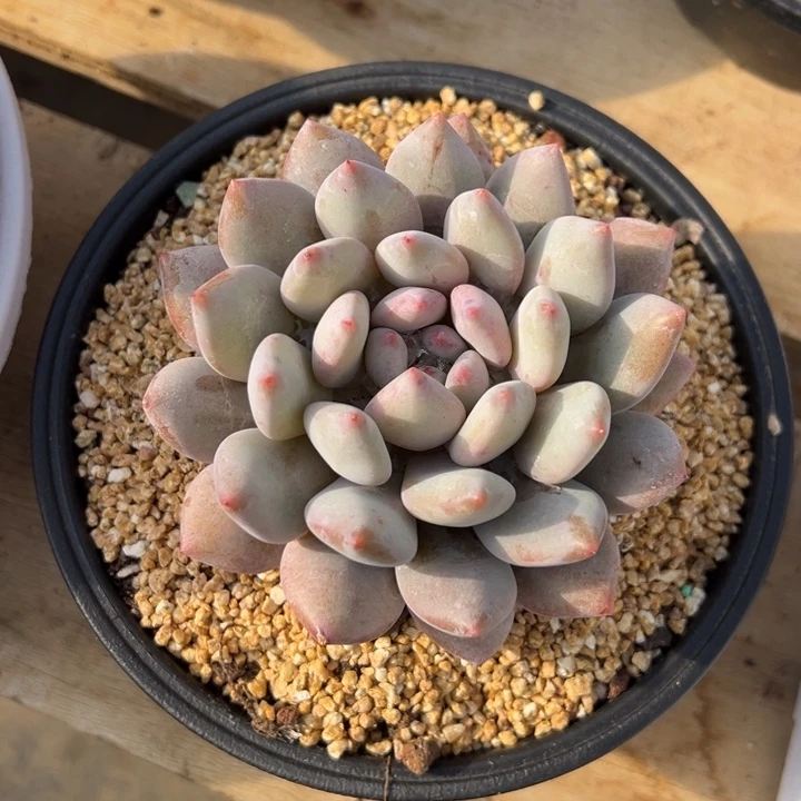 半夏 单头 夏鸣园艺