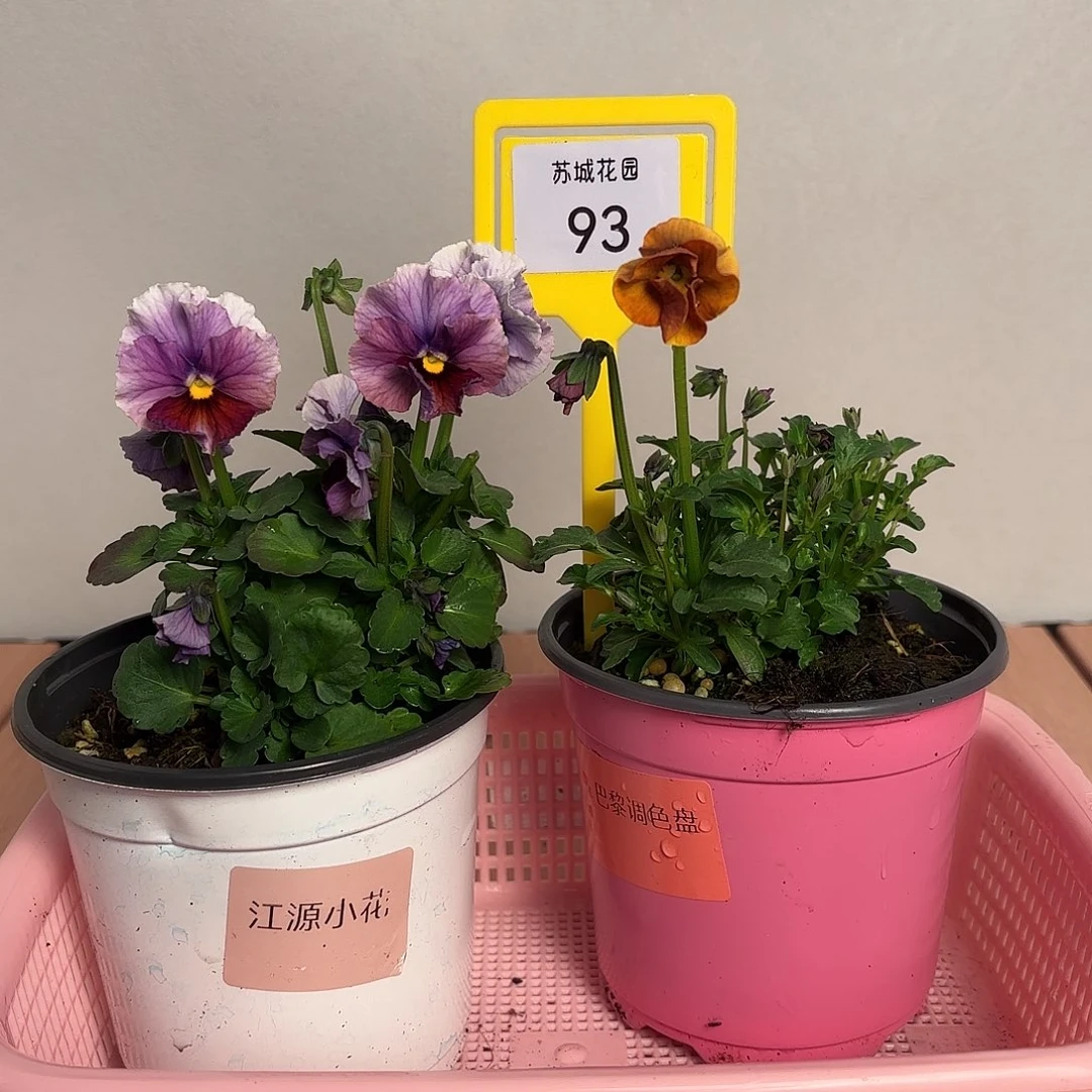 大部分开放少量花苞93