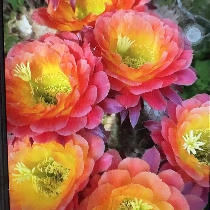 大满贯带根高8公分毛花柱