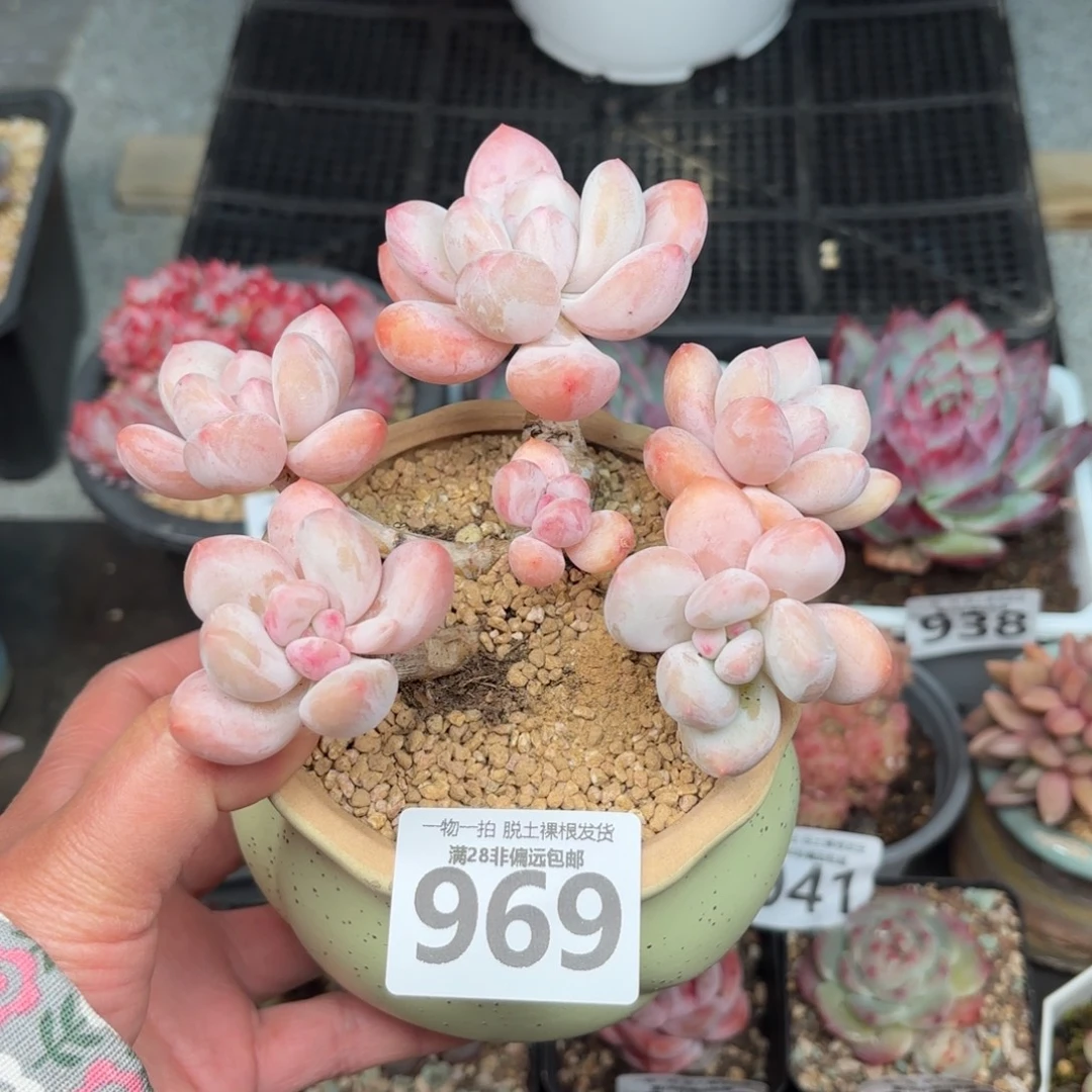 沐****香水老桩无盆土发货