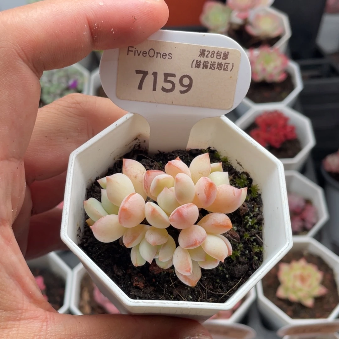 郭***豆格林粉7159-5厘米