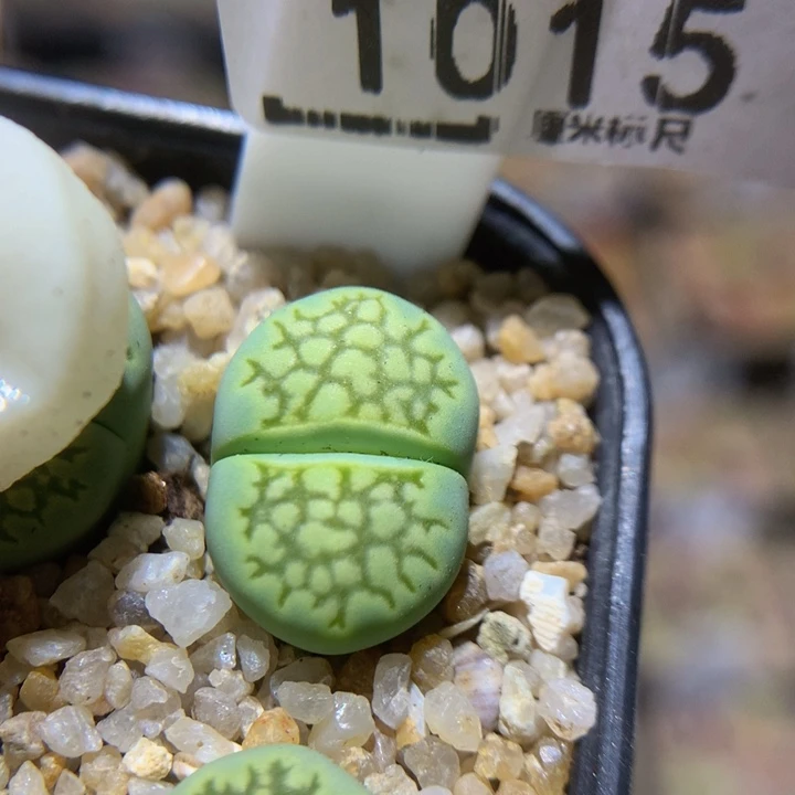 Sss石石花多肉1015