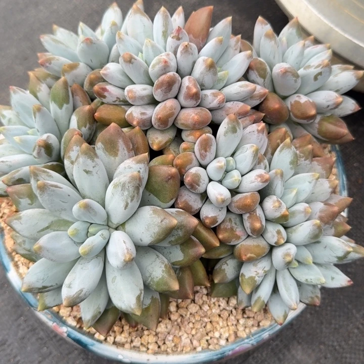 回***忆多肉植物哥特萝莉