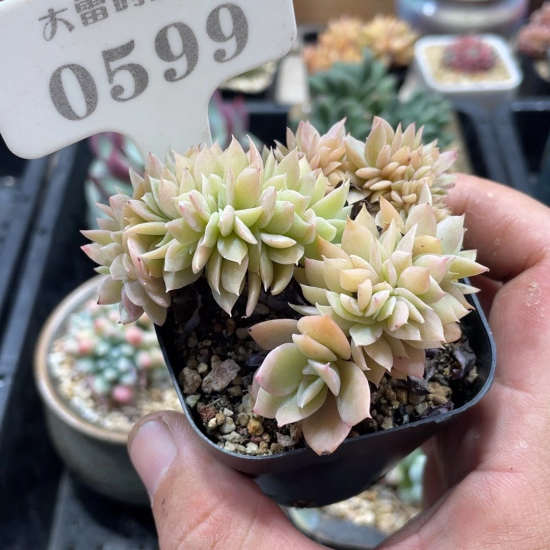 0599丝绸面纱不带盆8厘米