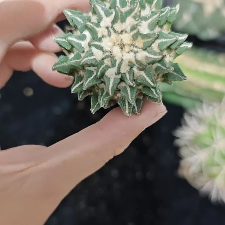 一物一拍，自根仙人球！