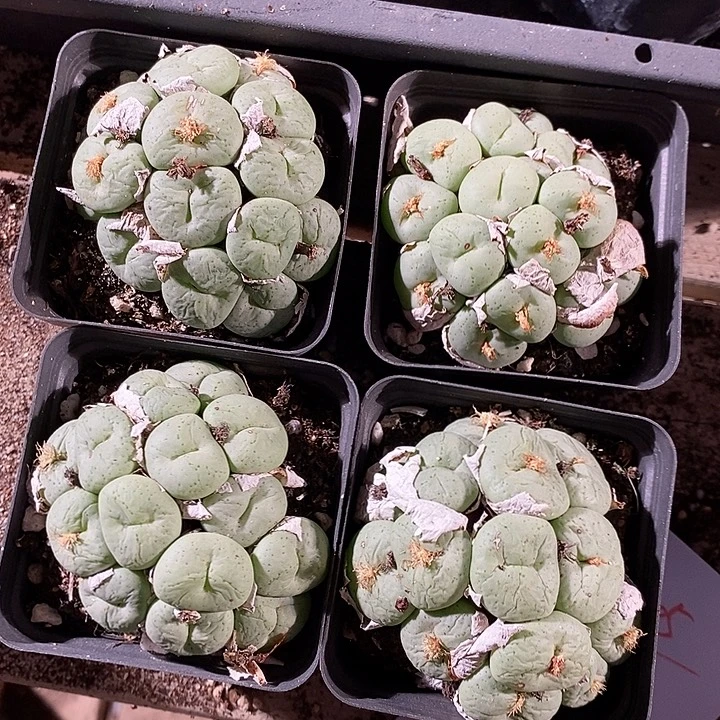 18305。  吕氏大饼一盒。