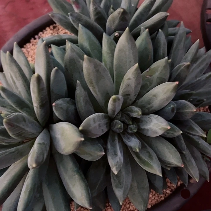 夢***想重楼➕丸叶红丝龙骨