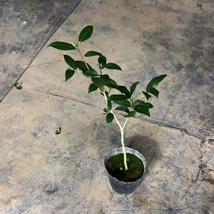 无花朵黄家天鹅绒。