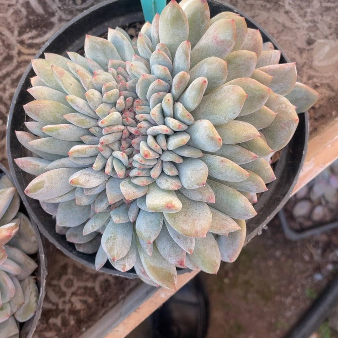 149号星影缀化多头