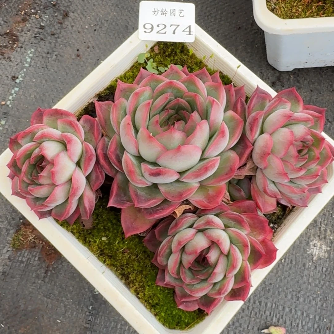 9274新年快乐发发发