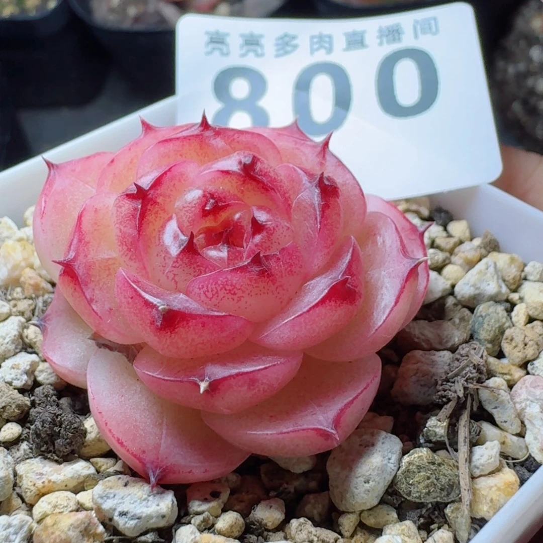 金辉珍妮      愿你一路坦途，乘风破浪展宏图