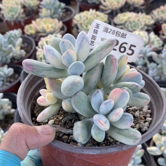 265一一一一一一一一一