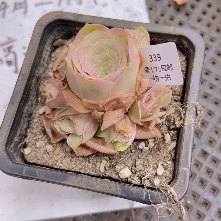 339 裸根不带土发货不包损