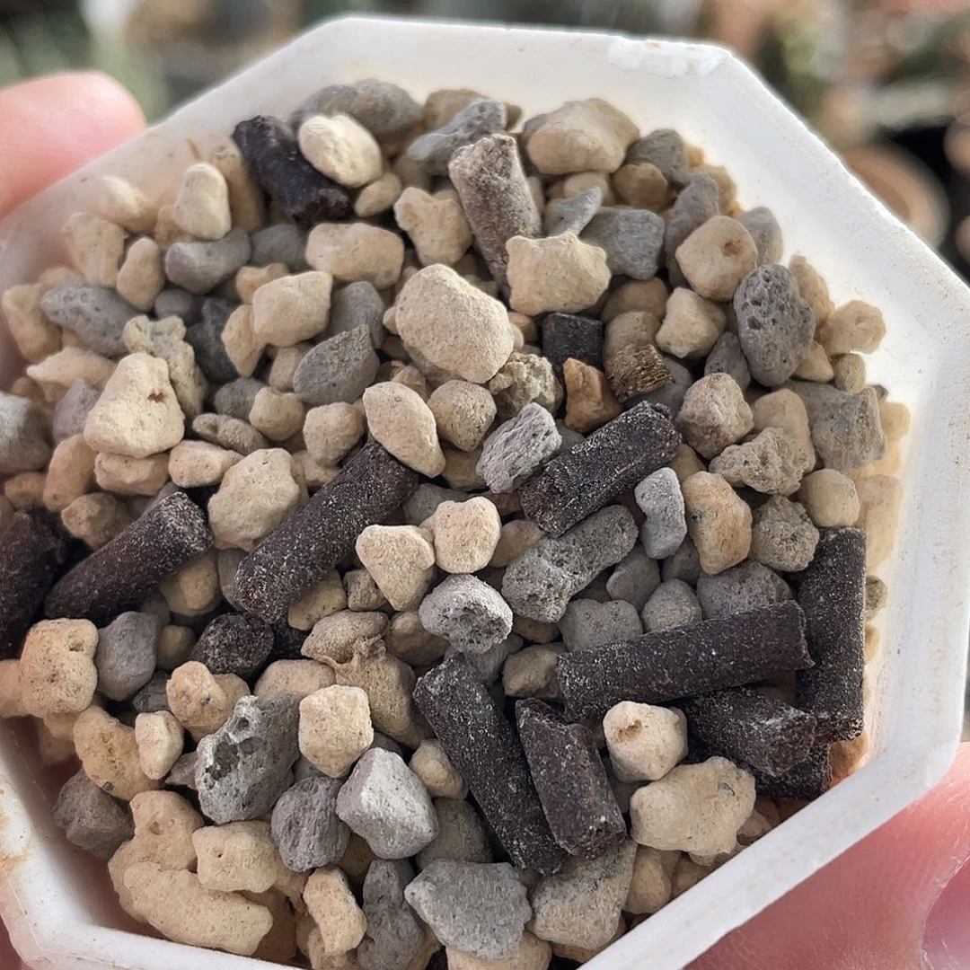 红陶菌菌肥肥 胖胖专拍