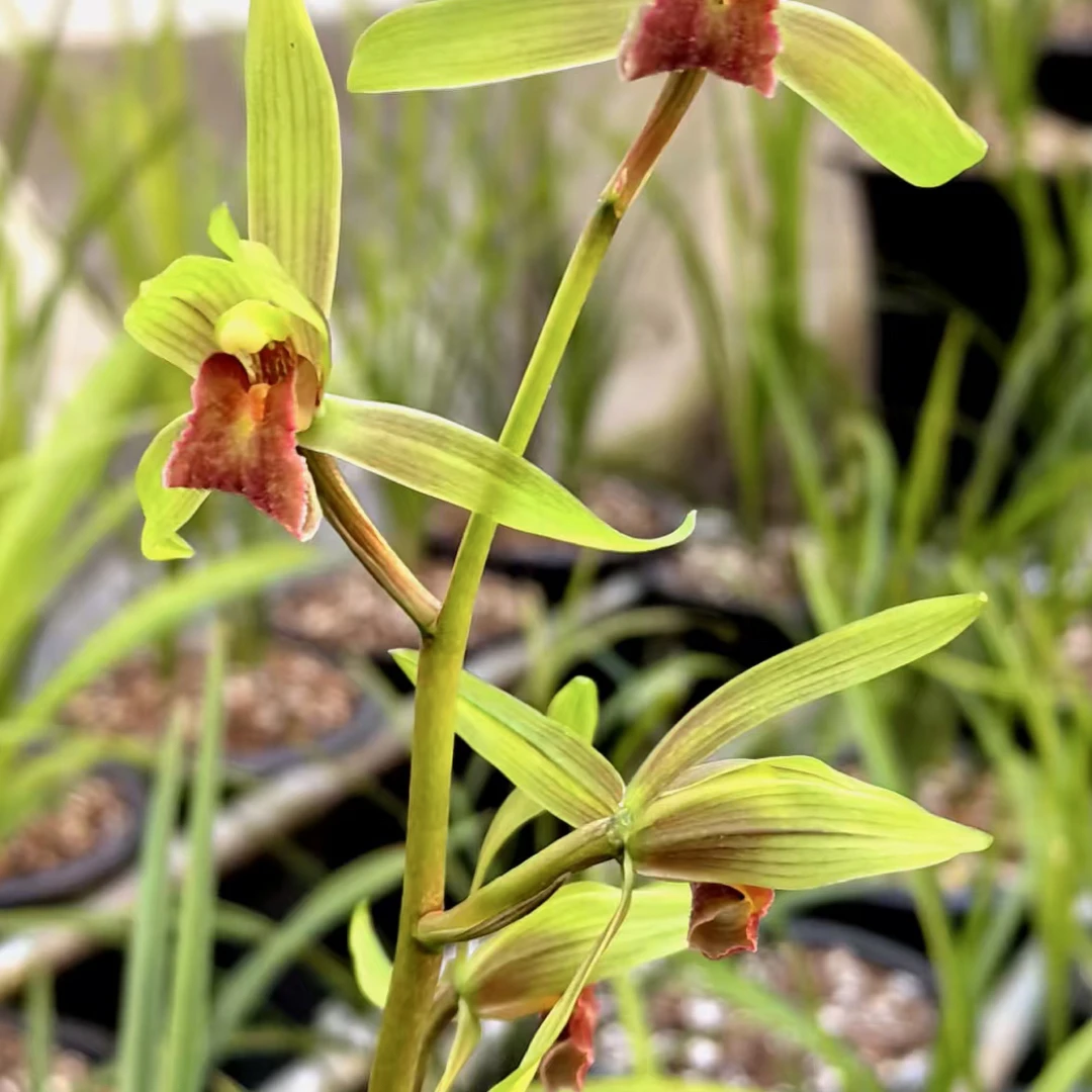 云缅兰园一物一拍2