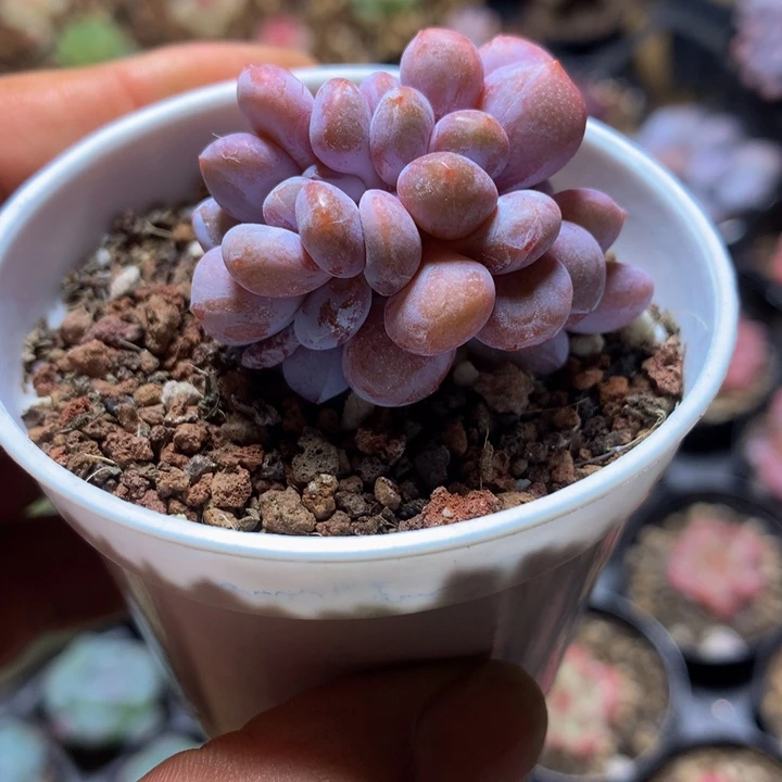 粉兔缀一物一拍的